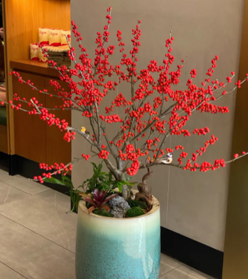 北美冬青能养多久