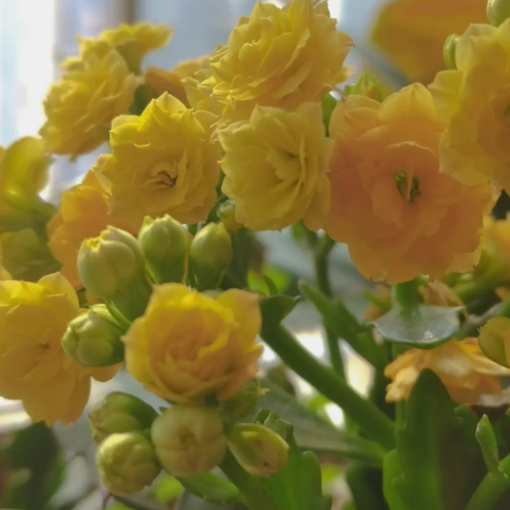 维生素c可以浇长寿花吗