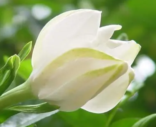 养鱼水可以浇栀子花吗