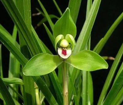 春兰怎么养才能开花多