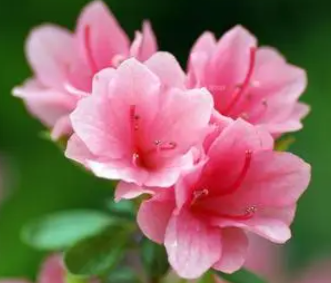 养鱼水可以浇杜鹃花吗