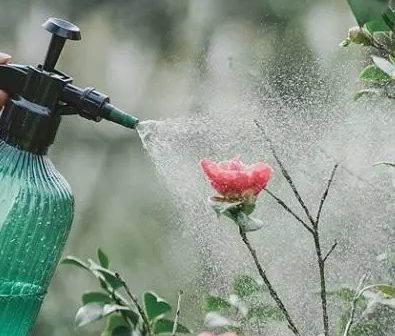 茶叶水可以浇花吗