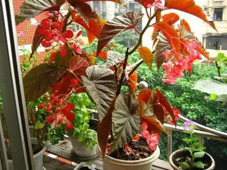 竹节海棠怕晒太阳吗