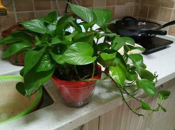 厨房里养什么花和植物好