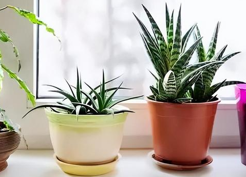 楼房里适合养什么花和植物