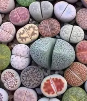 石生花什么时候分株