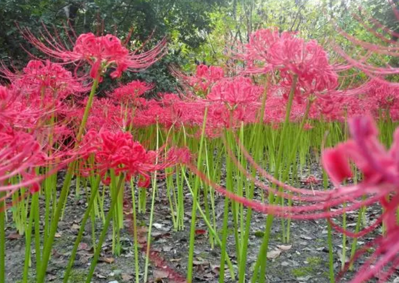 广东适合养什么花