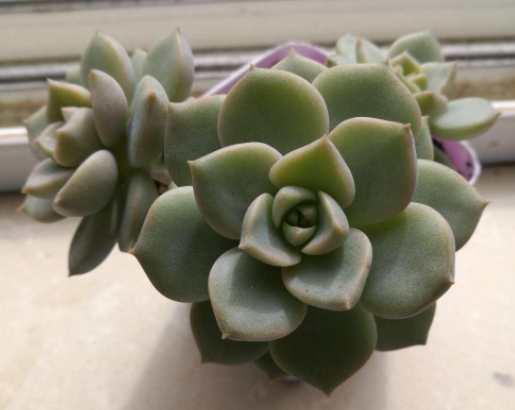 多肉白牡丹配土方法与种植土壤如何