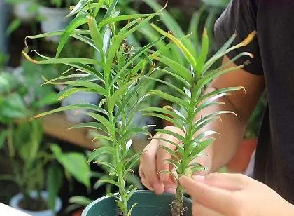 百合花什么时候分株