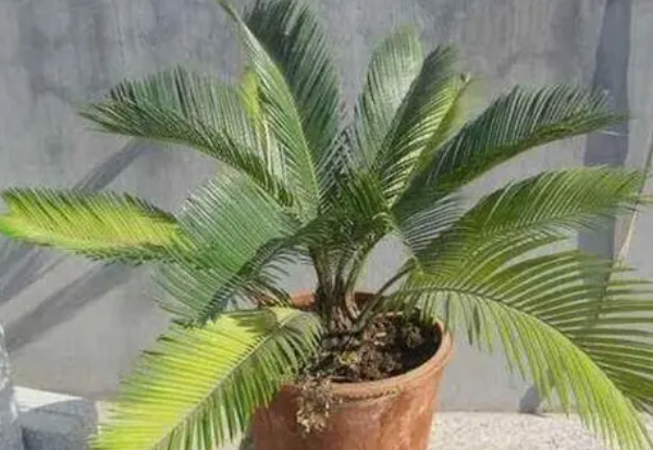 铁树怕晒太阳吗