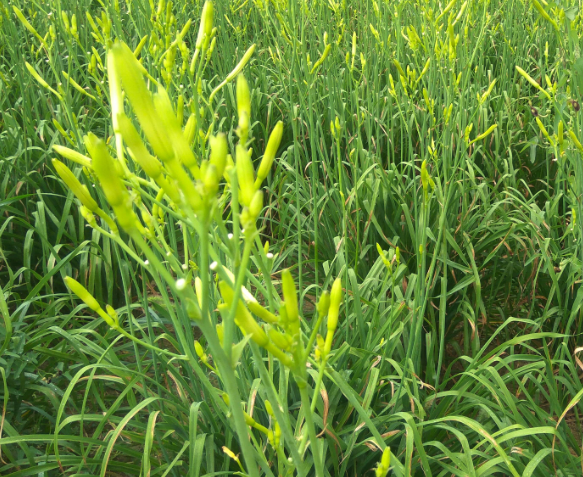 黄花菜什么时候分株
