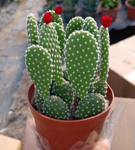 紫砂盆适合养什么花