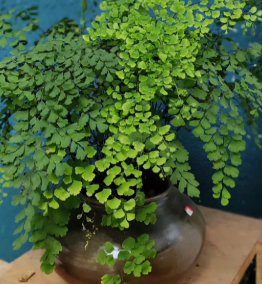 冬天屋里适合养什么花