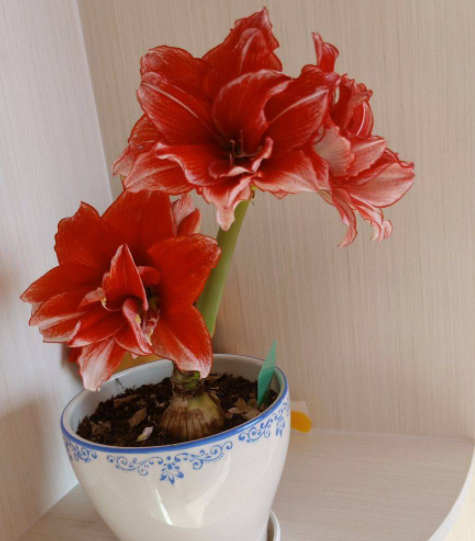 朱顶红什么时候分株
