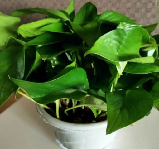 足疗店里养什么花卉植物合适