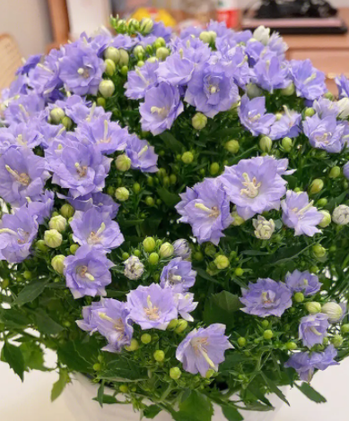 丹麦风铃花谢了怎么办