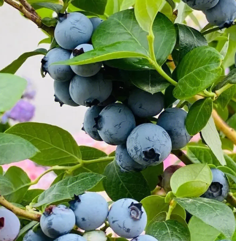 木炭可以养什么花卉植物