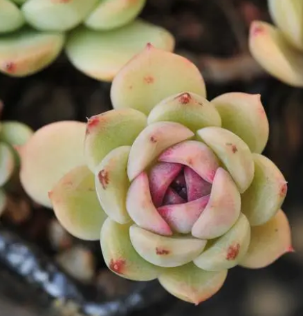 小口花瓶养什么花好