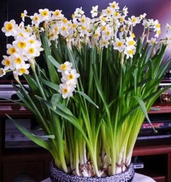 水仙花用什么水养