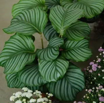 竹芋配土方法与种植土壤