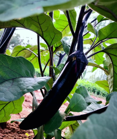 柴火灰适合种什么花和植物