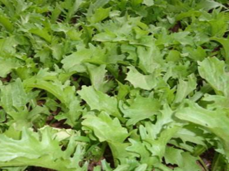 苦菊什么季节种植好