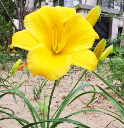 属鼠适合养什么花
