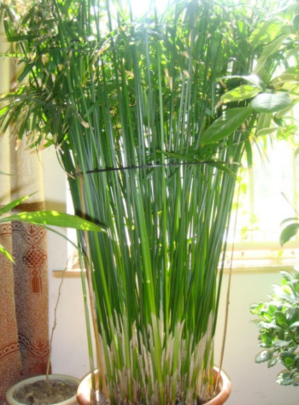 水竹能养多久
