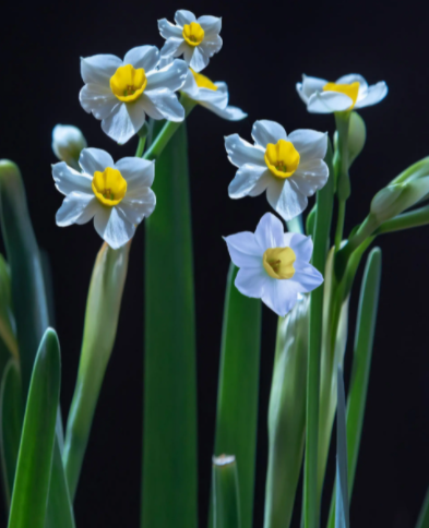初冬季节种什么花合适