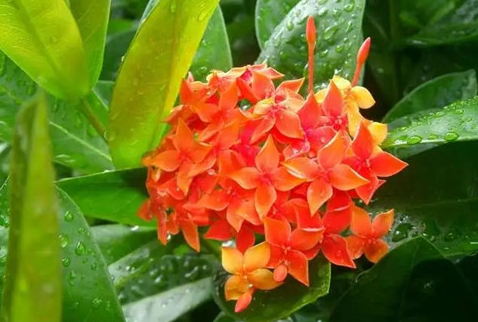 龙船花谢了怎么办