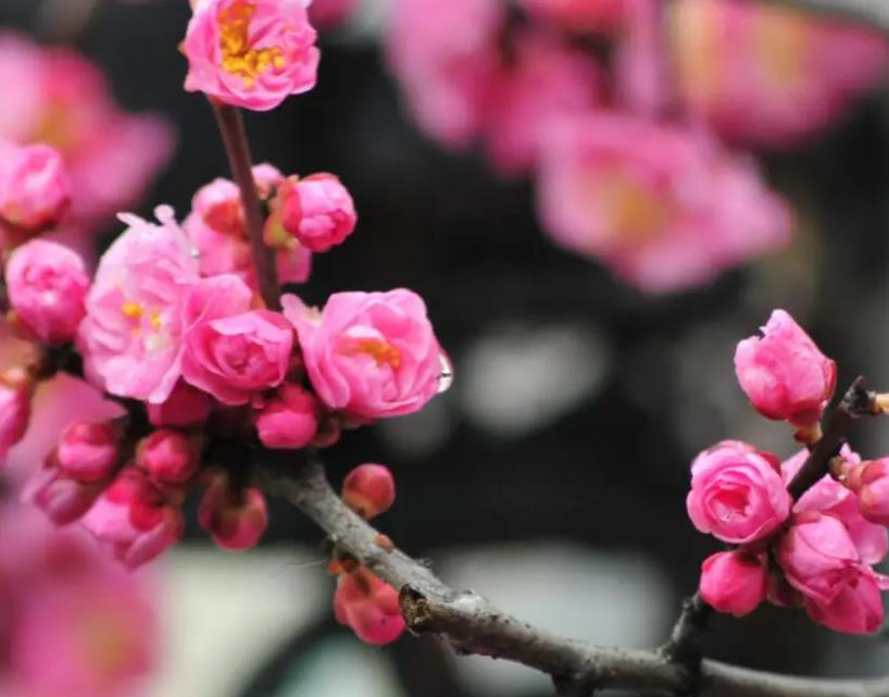 黄土适合种什么花卉