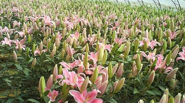 百合什么季节种植合适