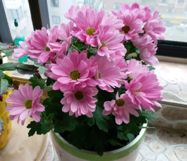 坐月子适合养什么花或植物