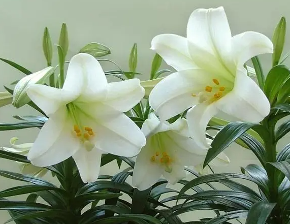 孕妇可以养百合花吗