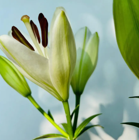 生肖牛适合养什么花