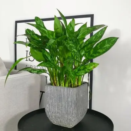 深圳适合养什么花卉植物