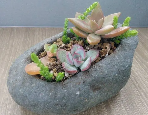 石头花盆适合养什么花