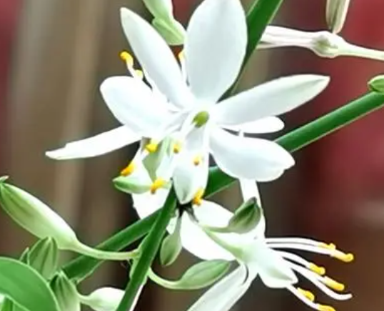养鱼的水适合养什么花