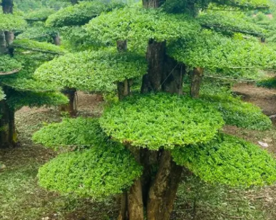 对节白蜡冬天可以剪枝吗