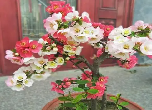 海棠花冬天能栽活吗