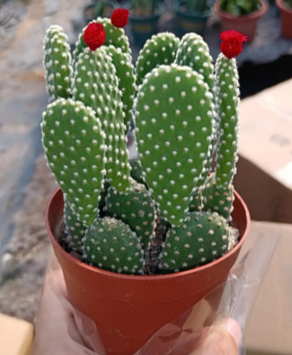 露台适合养什么花卉植物
