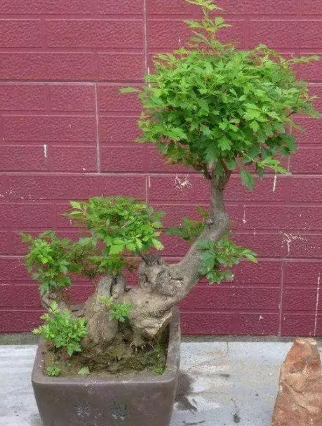 黄荆冬天能栽活吗
