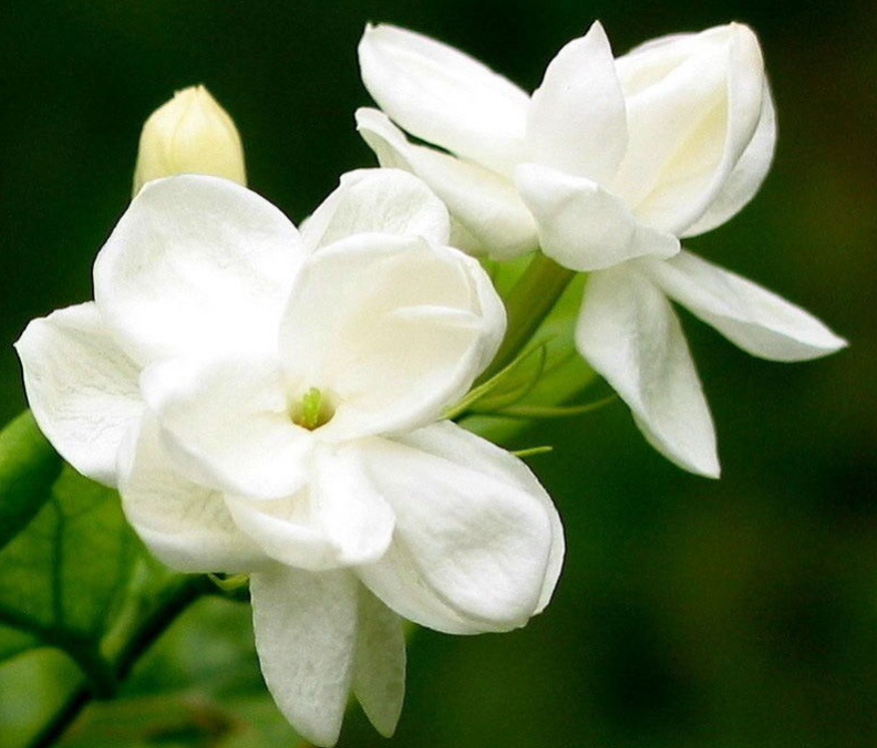 茶叶渣适合养什么花卉植物
