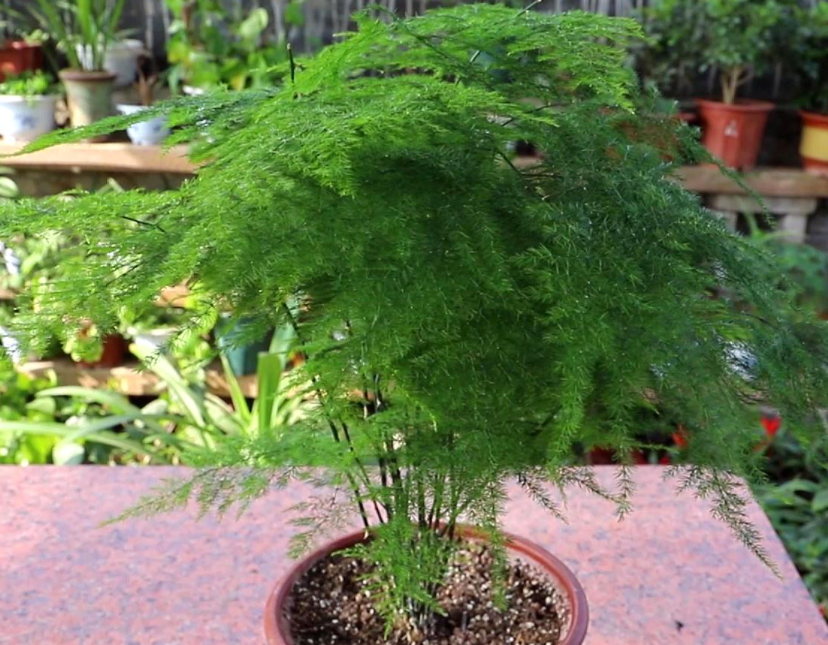 文竹冬天怎么浇水