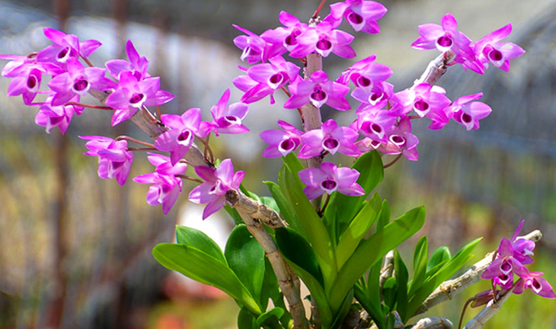 属虎适合养什么花卉植物