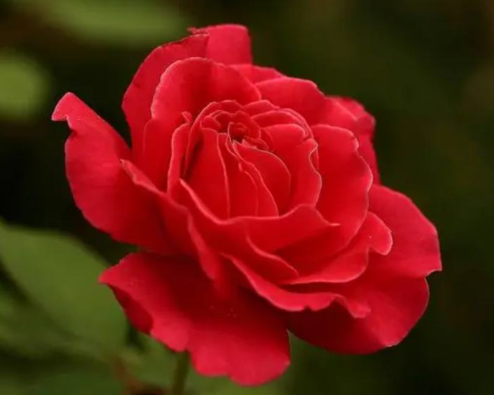 广州适合养什么花