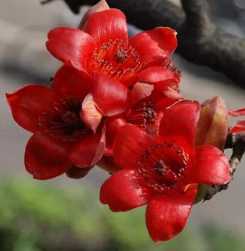 木棉花是先开花后长叶吗