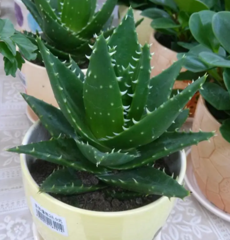新房适合养什么花