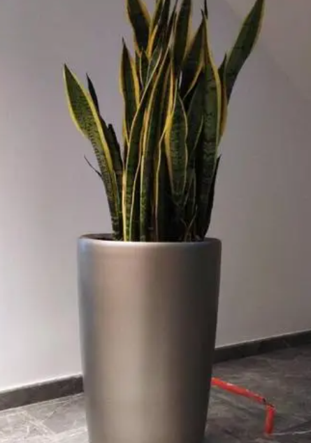 大高花盆适合养什么花