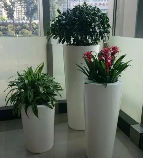落地花盆适合养什么花